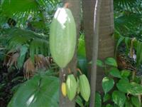 Beurre de Cacao