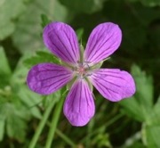 G&eacute;ranium