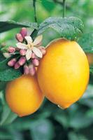 Citron