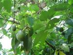 avocat