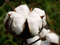 coton