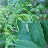 ylang-ylang
