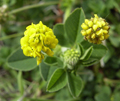 medicago
