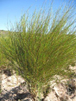 rooibos