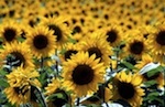 tournesol